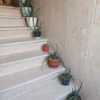 هشت گلدون الوئه ورا و یک گلدون کاکتوس