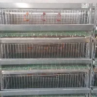 قفس بلدرچین تخمگذار