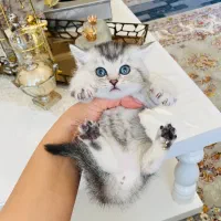 بریتیش سیلور و بلک گلد