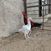 مرغ خروس لاری
