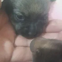 نژاد شیواوا