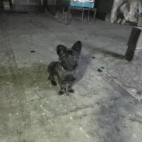 سگ پاکوتاه|سگ|مشهد, خواجه ربیع|دیوار