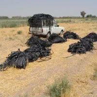 خرید نوارتیپ