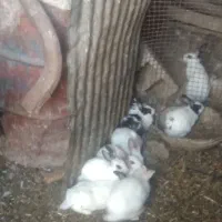 فروش خرگوش