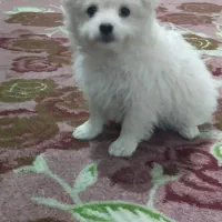 توله سگ میکس شیتزو و پامر خرسی|سگ|دزفول, |دیوار