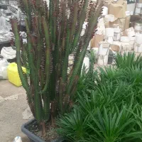 کارگر گلخونه داعم