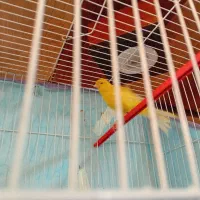 قناری  لیمویی ودارچینی