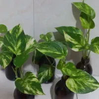 گل طبیعی پتوس ارتشی پتوس ابلق طلایی قلمه ریشه دار