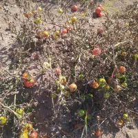 گوجه ربی وکال