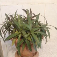 استکان اصل، گل طبیعی