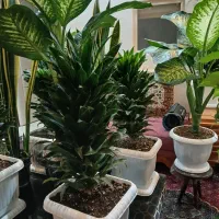 گلهای اپارتمانی سالم به قیمت مناسب|گل و گیاه طبیعی|تهران, دهقان|دیوار