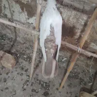 کبوتر پرشی قاقازان|پرنده|تاکستان, |دیوار