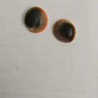 انگشتر نیرومند