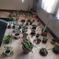 گلخانه کامل