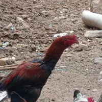 مرغ و خروس لاری