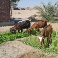 بز ابستن|حیوانات مزرعه|جیرفت, |دیوار