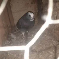 یه شازده ابلغ دست پر سفید