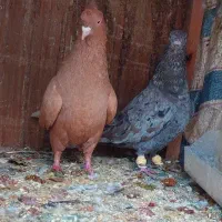 نرماده سرور و زرد دم سفید