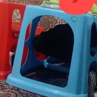 ۲ عدد میز تحریر پلاستیکی|میز تحریر و کامپیوتر|مشکیندشت, |دیوار