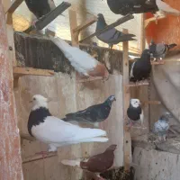تعداد30عددکبوترپرشی