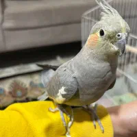 عروس هلندی|پرنده|بومهن, |دیوار