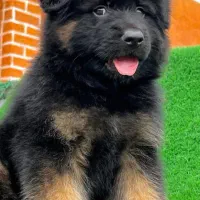 توله های ژرمن اصیل با کیفیت