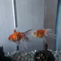 ماهی گلدفیش