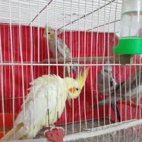دوجفت عروس ضمانت جوجه