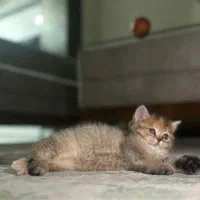 گربه بریتیش ماده