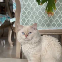 گربه پرشین هیمالین