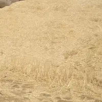کاه گندم