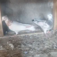 جوجه کبوتر فروشی|پرنده|کاشان, فاز ۲ ناجی آباد|دیوار