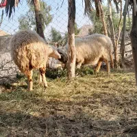 دوعددمیش آبستن|حیوانات مزرعه|عنبرآباد, |دیوار