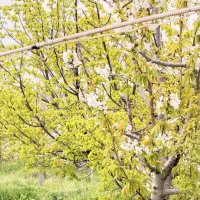 زمین-باغ-داخل-شهرک-ویلایی-نگهبانی-میراب