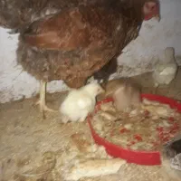 مرغ کرچ به همراه جوجه