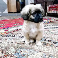 واگذاری سگ خانگی