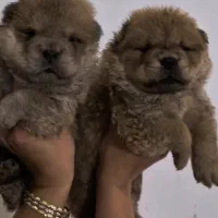 پرورش تخصصی چاوچاو چاو چاو چائوچائو