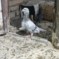 سار لکه دار ماده