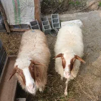 گوسفنده شکم دار