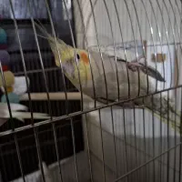 عروس هلندی|پرنده|گرمدره, |دیوار