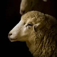 ذبح و سلاخی دام خود را به ما بسپارید.