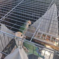 طوطی برزیلی