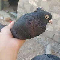 کبوتر|پرنده|ایذه, |دیوار