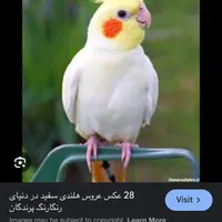 طوطی هلندی|پرنده|کرج, مصباح|دیوار