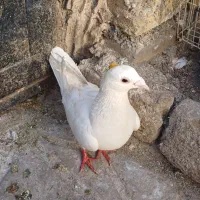 کفتر|کلکسیون اشیاء عتیقه|مشهد, فدک|دیوار