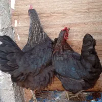مرغ سیاه تخمگذار