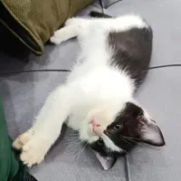 واگذاری بچه گربه بانمک|گربه|رودسر, |دیوار