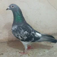 پلاکی نر