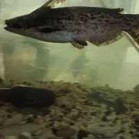 ماهی کت چوبی پنکوسی|ماهی|مشهد, قائم|دیوار