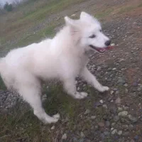 واگذاری رایگان سگ ساموئد|سگ|لنگرود, |دیوار
